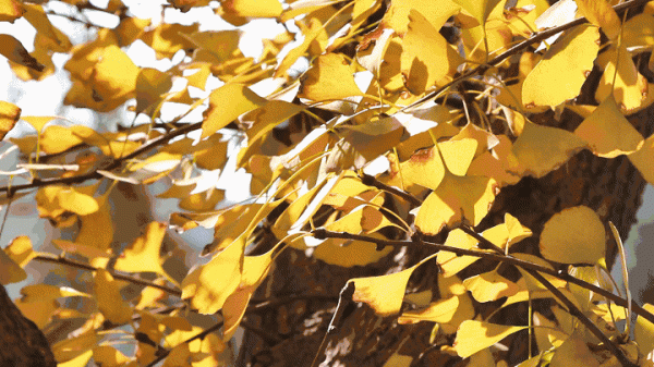 鑫耀证券 11月3日最佳情报|济南藏龙涧峭壁斑斓，汶河湿地公园水波潋滟